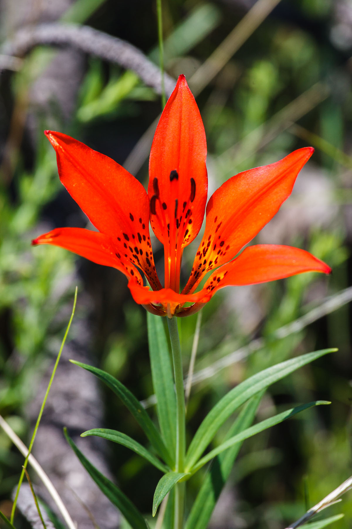 Wild lily, Wind Cave National Park, South Dakota.  Click for next photo.