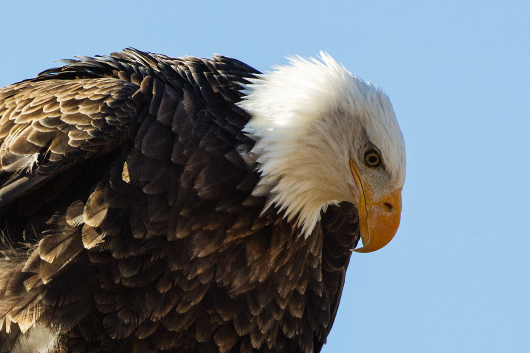 Bald eagle closeup, Custer State Park.  Click for next photo.