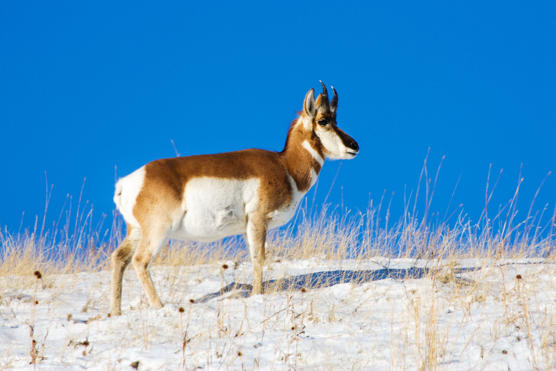 Pronghorn, Custer State Park, SD.  Click for next photo.