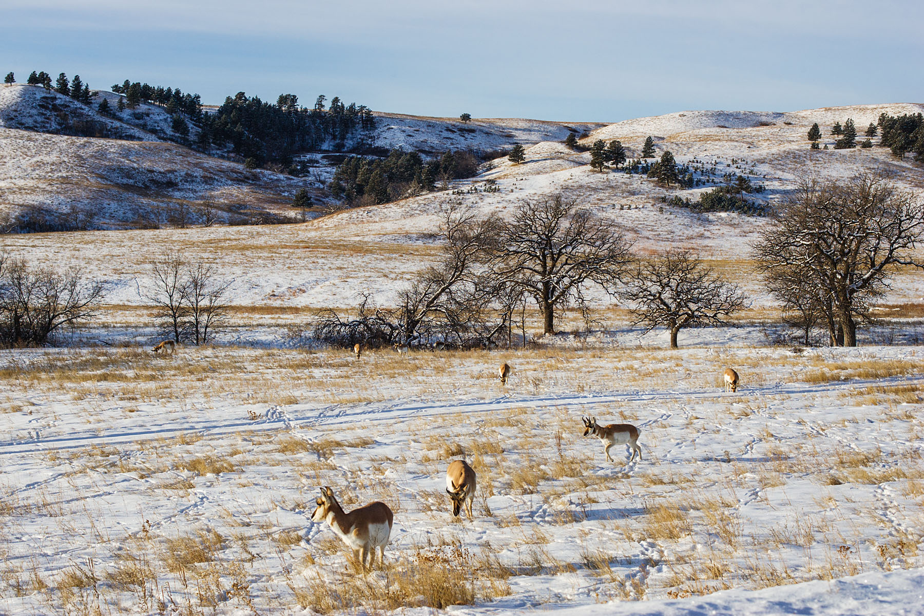 Pronghorns, Custer State Park, SD.  Click for next photo.