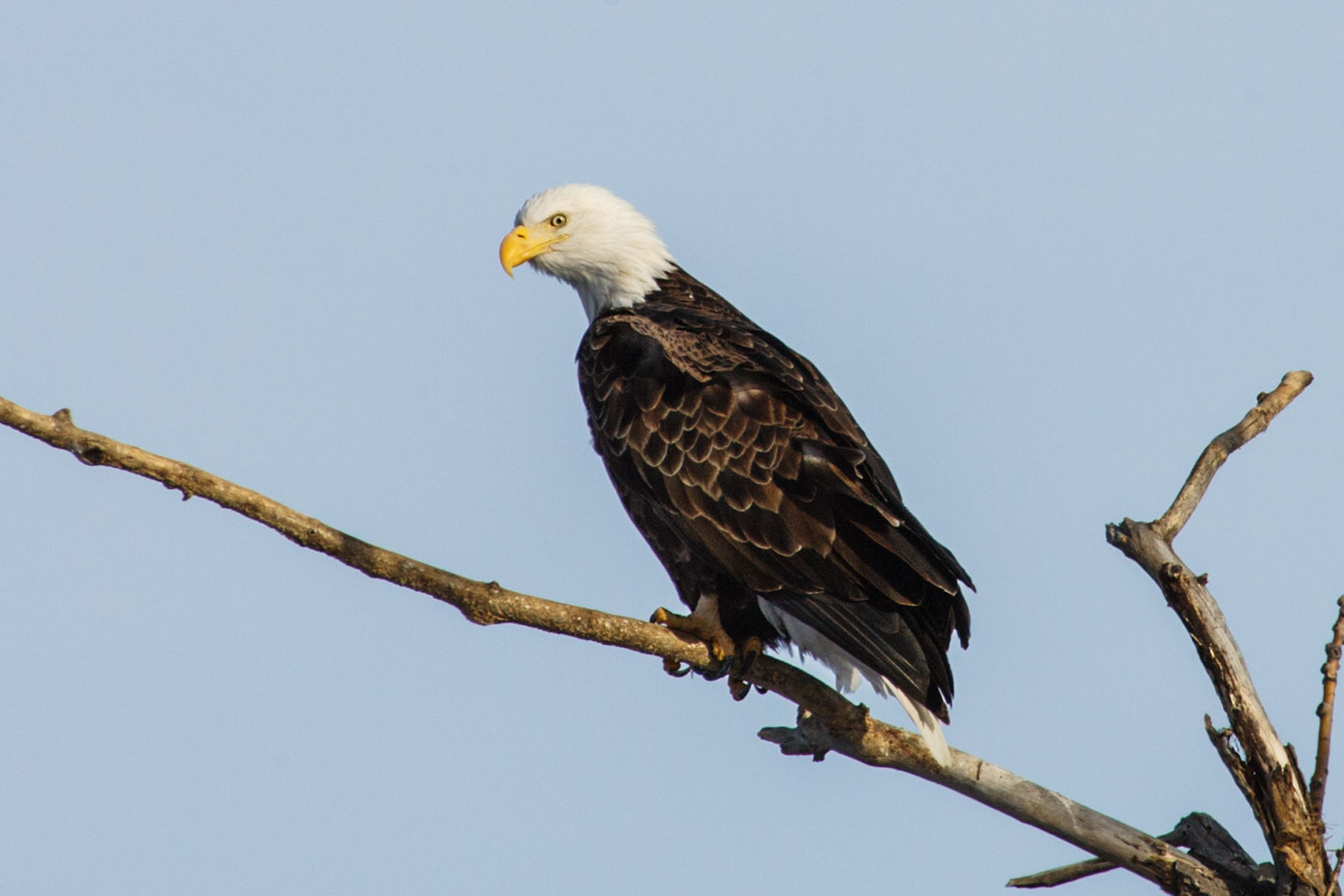 Bald eagle near Fort Randall dam on the Missouri, South Dakota.  Click for next photo.