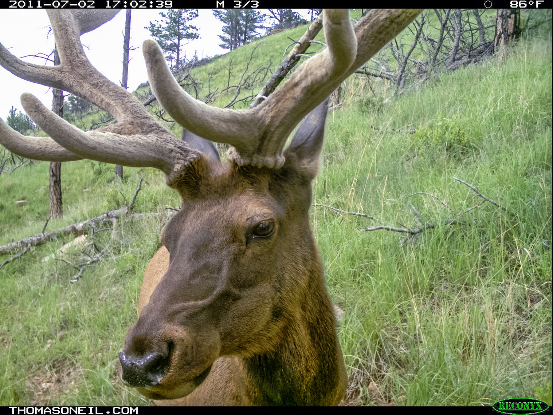 Elk on trail camera, Wind Cave National Park.  Click for next photo.
