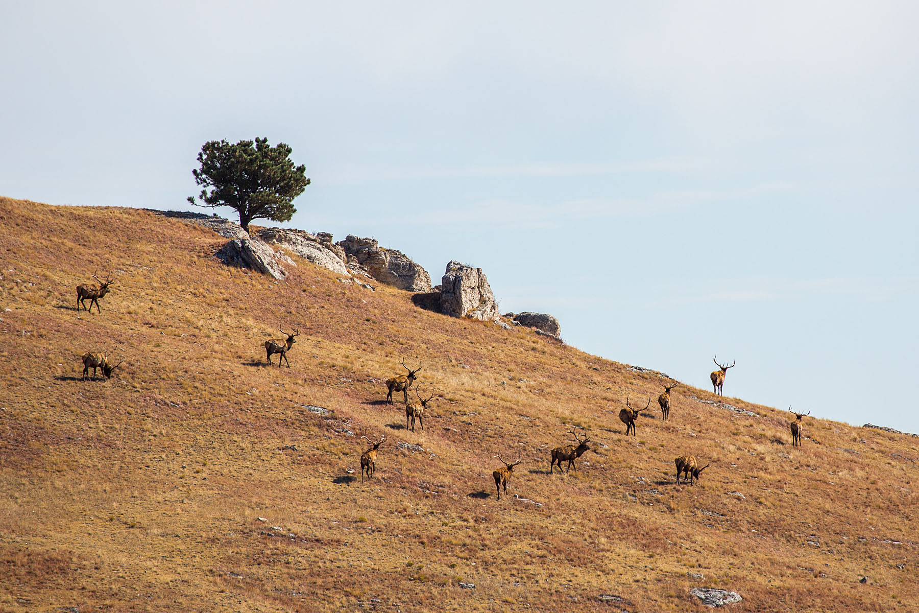 Elk on a hillside, Wind Cave National Park, October.  Click for next photo.