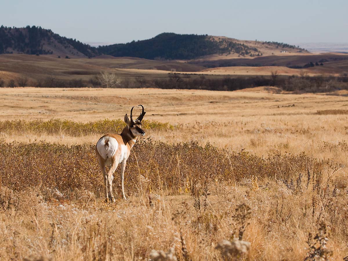 Pronghorn, Custer State Park, October.  Click for next photo.