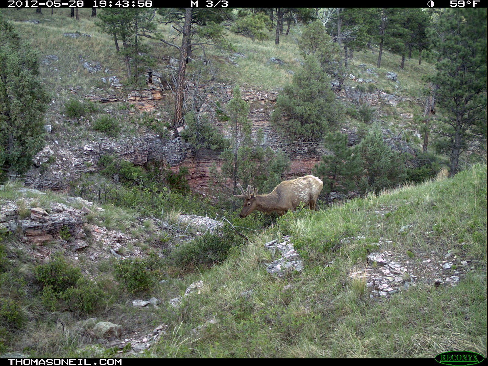 Trailcam picture of elk, Wind Cave National Park, May 28.  Click for next photo.