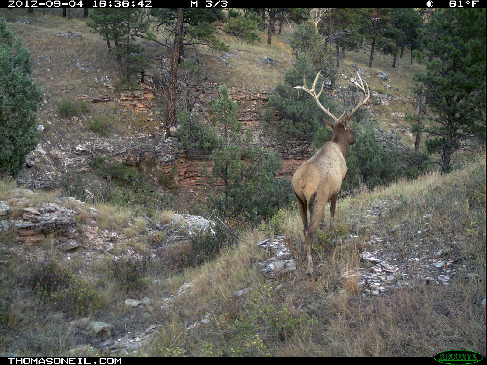 Trailcam picture of elk, Wind Cave National Park, September 4.  Click for next photo.