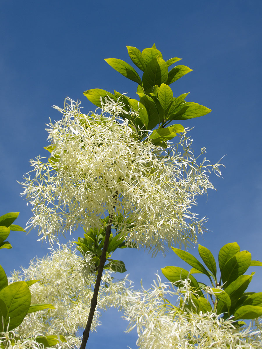 White Fringetree, Queens Botanic Garden, New York.  Click for next photo.