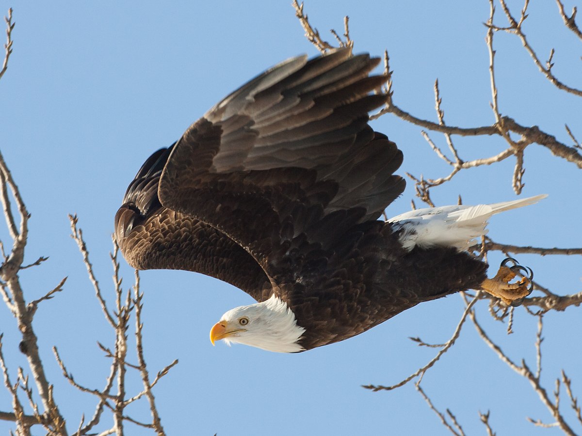 Bald Eagle, Keokuk, Iowa.  Click for next photo.