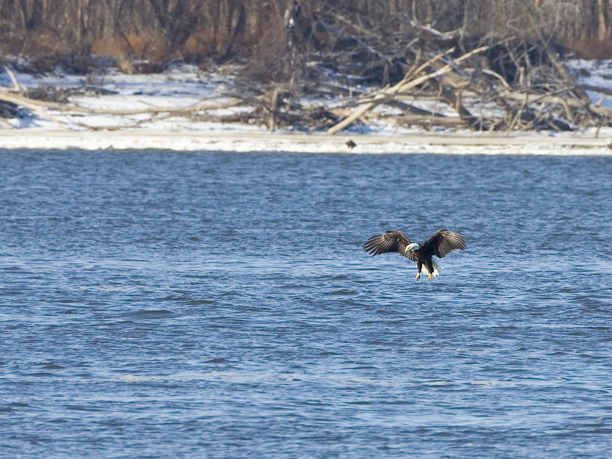 Eagle swooping low, Lock and Dam 18, Iowa/Illinois.  Click for next photo.