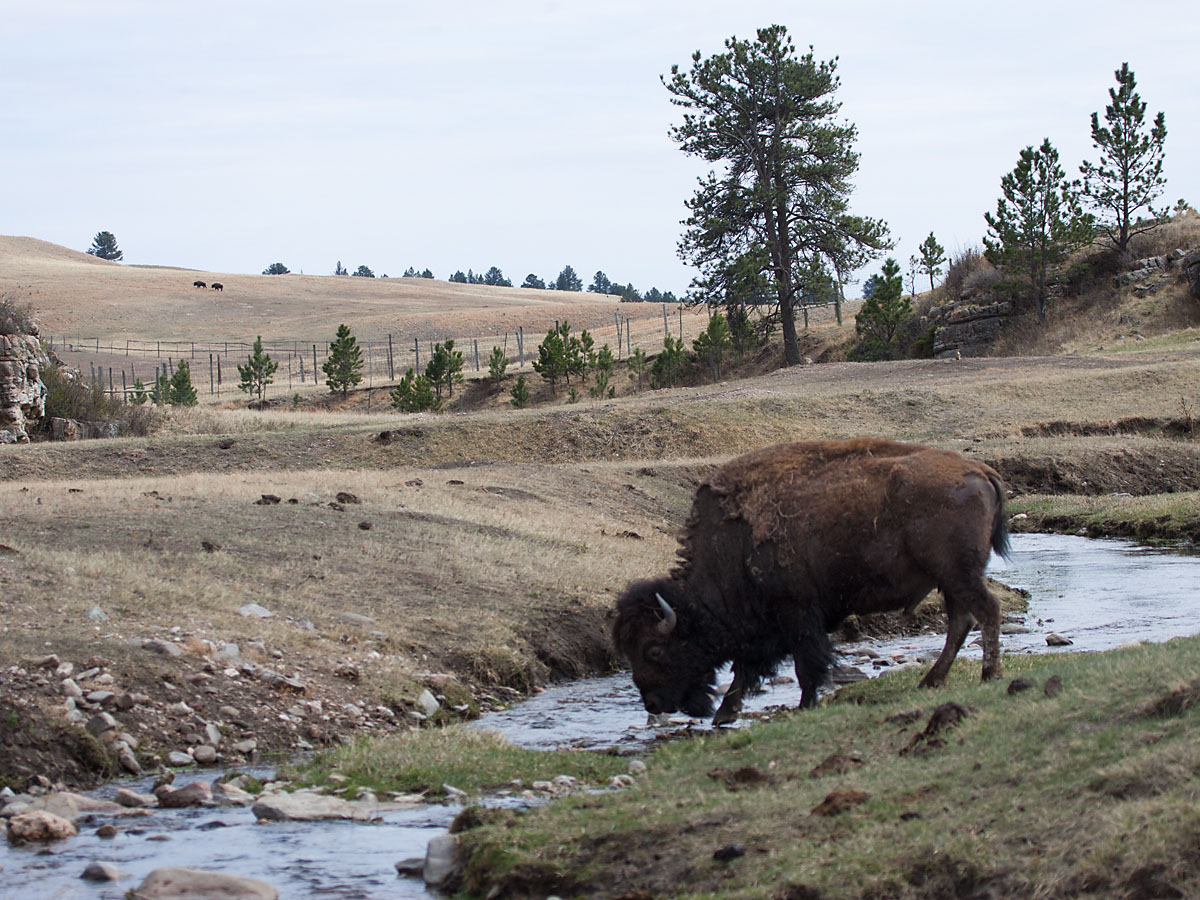 Bison getting a drink, Wind Cave National Park, April 2012.  Click for next photo.