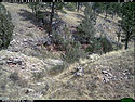 Trailcam picture of coyote, Wind Cave National Park.