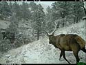 Elk with snow on its antlers, trailcam photo, Wind Cave National Park, South Dakota.