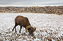 Bighorn sheep in South Dakota Badlands after an October snow.  I was on the wrong side of the car so I passed the camera to my future fianc� Sue, who took this shot.