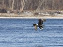 Eagle over the river, Lock and Dam 18, Iowa/Illinois.