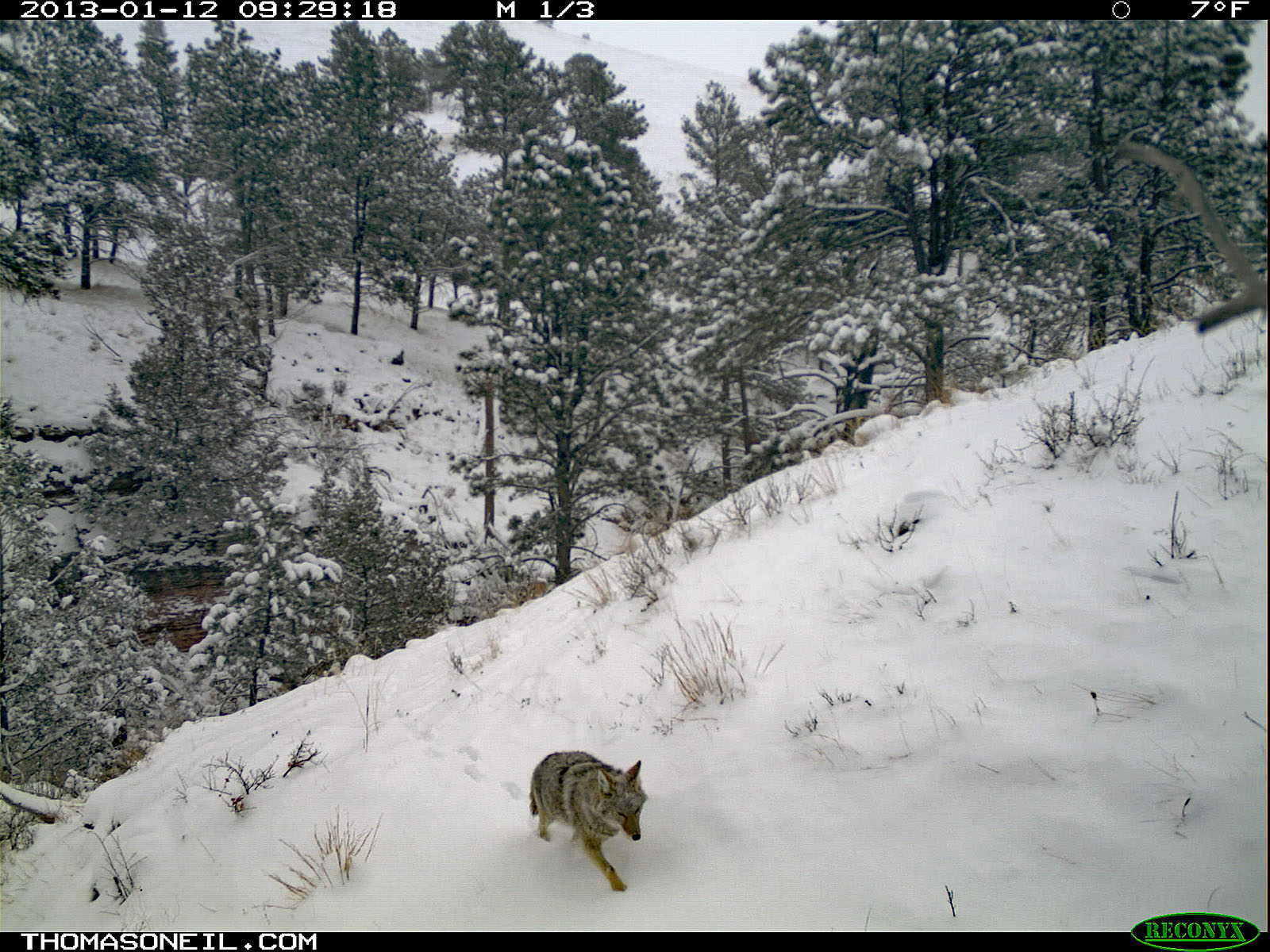 Coyote trudges through the snow, trailcam photo, Wind Cave National Park, South Dakota.  Click for next photo.