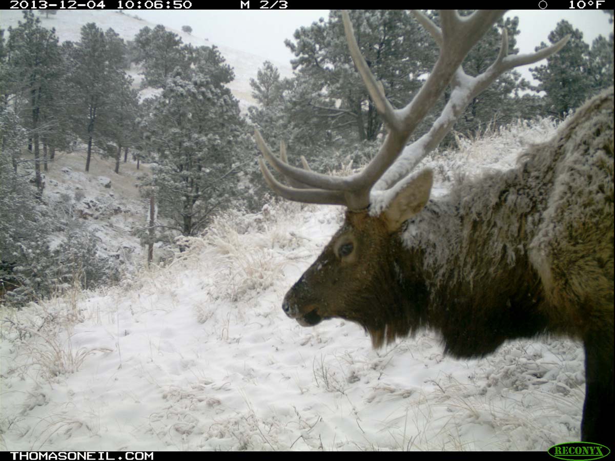 Elk on trail camera, Wind Cave National Park, South Dakota, Dec. 4, 2013.  Click for next photo.