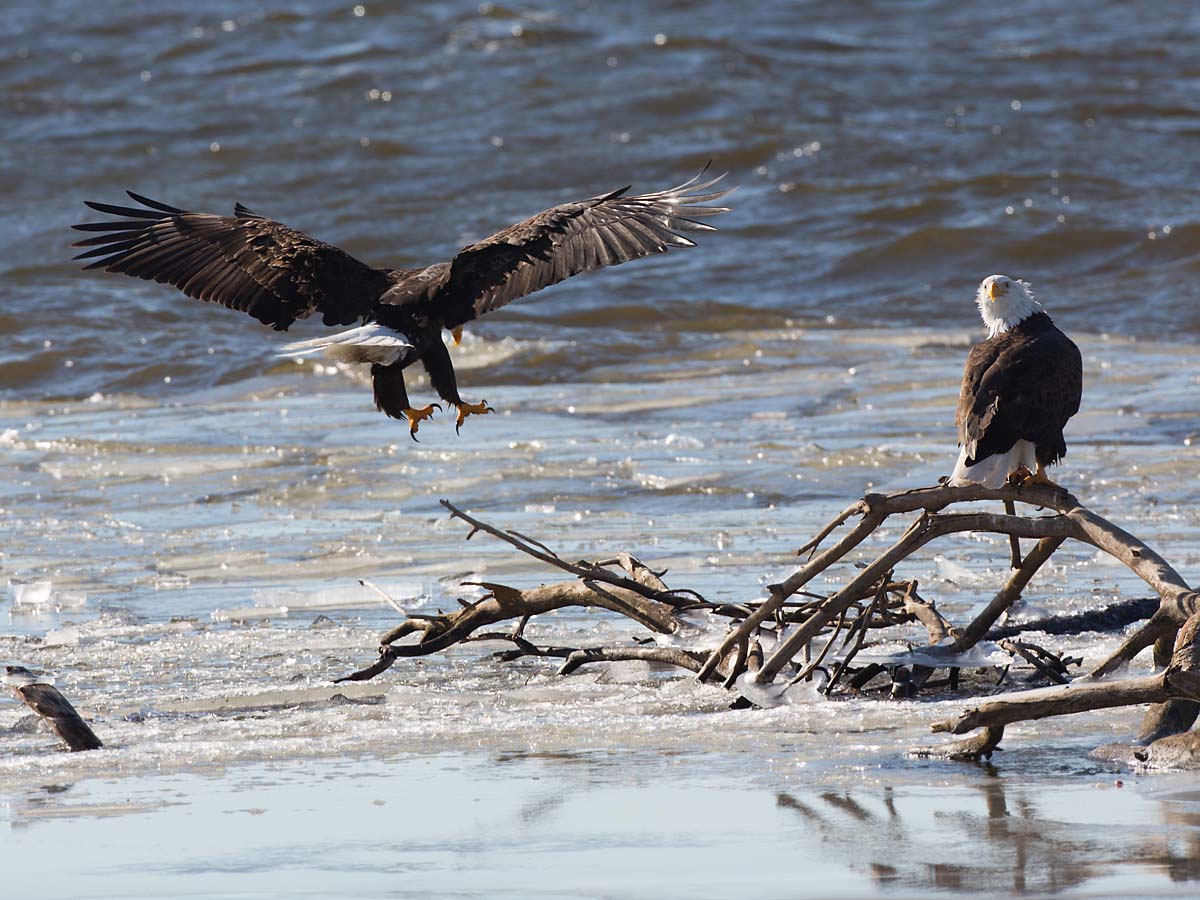 Bald eagles on the frozen Mississippi River shore, Ft. Madison, Iowa.  Click for next photo.