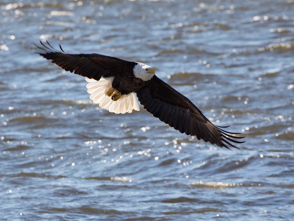 Bald eagle over the Mississippi River, Ft. Madison, Iowa.  Click for next photo.