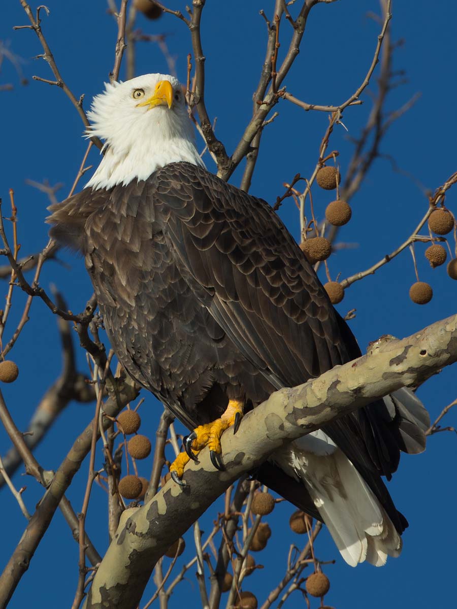 Bald eagle, Ft. Madison, Iowa.  Click for next photo.