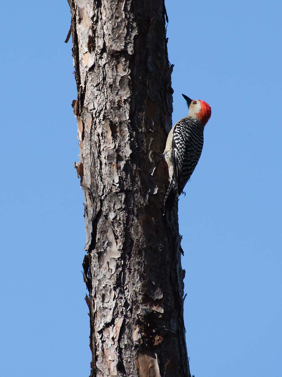 Red-bellied Woodpecker, Honeymoon Island State Park, Florida.    Click for next photo.