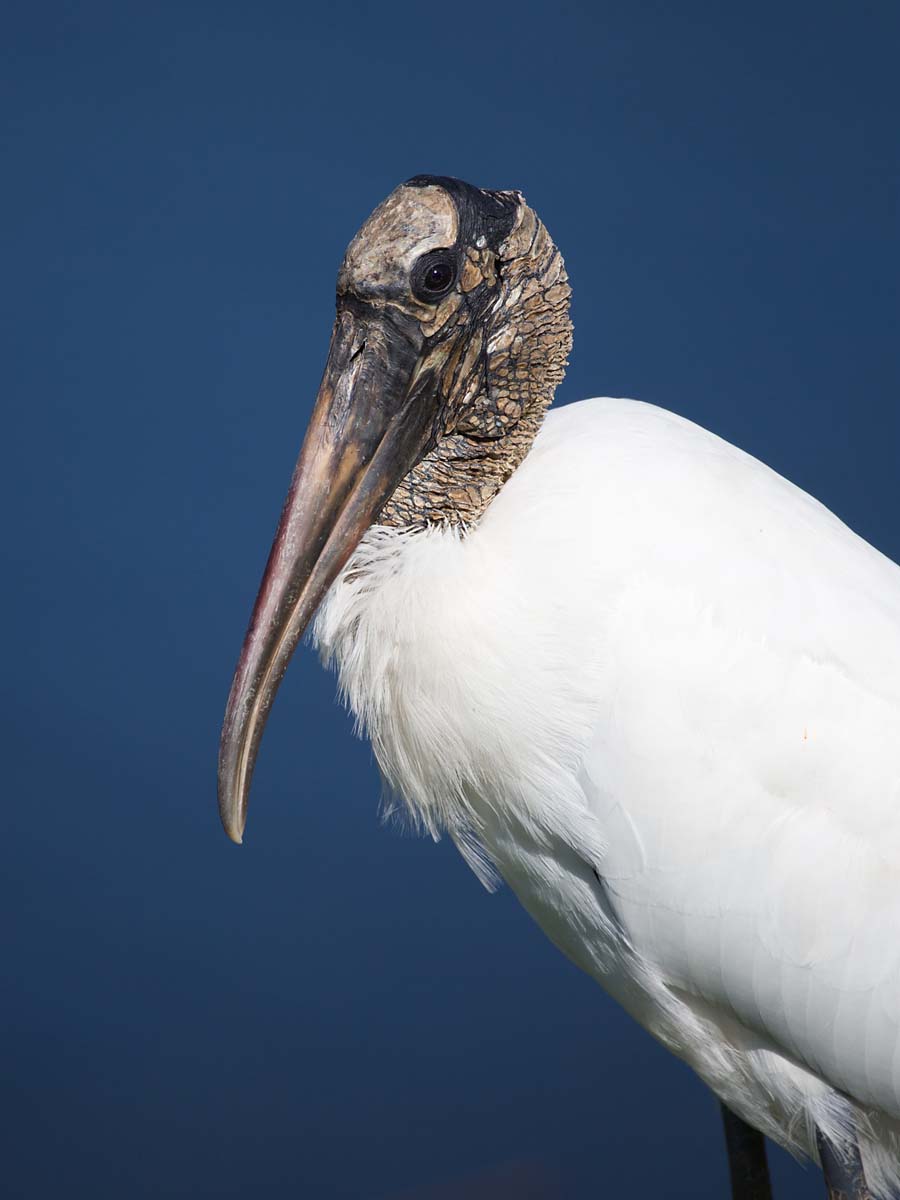 Wood Stork by a pond behind a shopping center, somewhere in Florida.    Click for next photo.