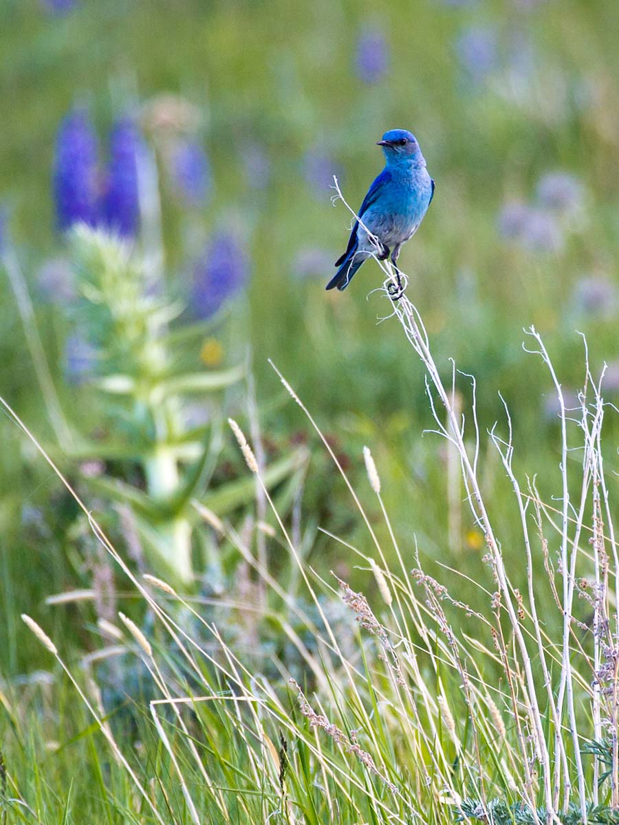 Mountain Bluebird, Red Lodge, MT, June 2013.  Click for next photo.