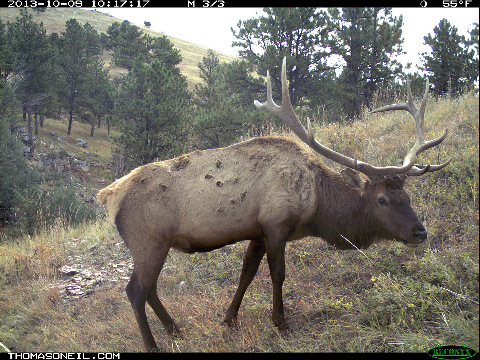 Elk on trail camera, Wind Cave National Park, South Dakota.  Click for next photo.