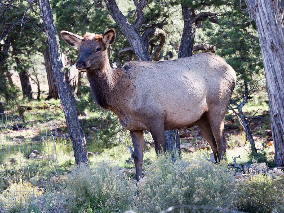 Elk near the visitor’s center at Grand Canyon National Park, October 2013.  Click for next photo.