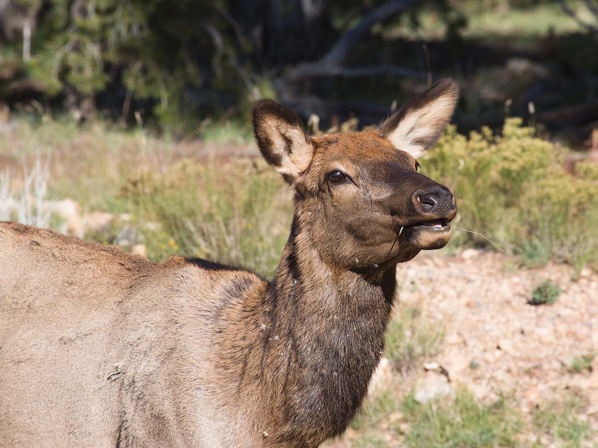 Elk near the visitor’s center at Grand Canyon National Park, October 2013.  Click for next photo.