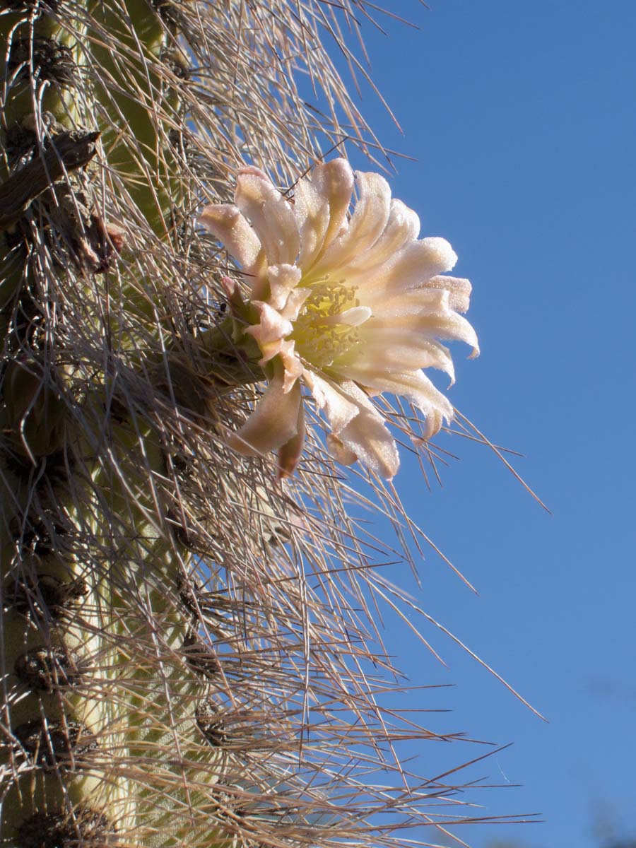Desert Botanical Garden, Phoenix, October 2013.  Click for next photo.