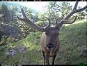 Lopsided antlers, elk on trail camera, Wind Cave National Park, South Dakota.