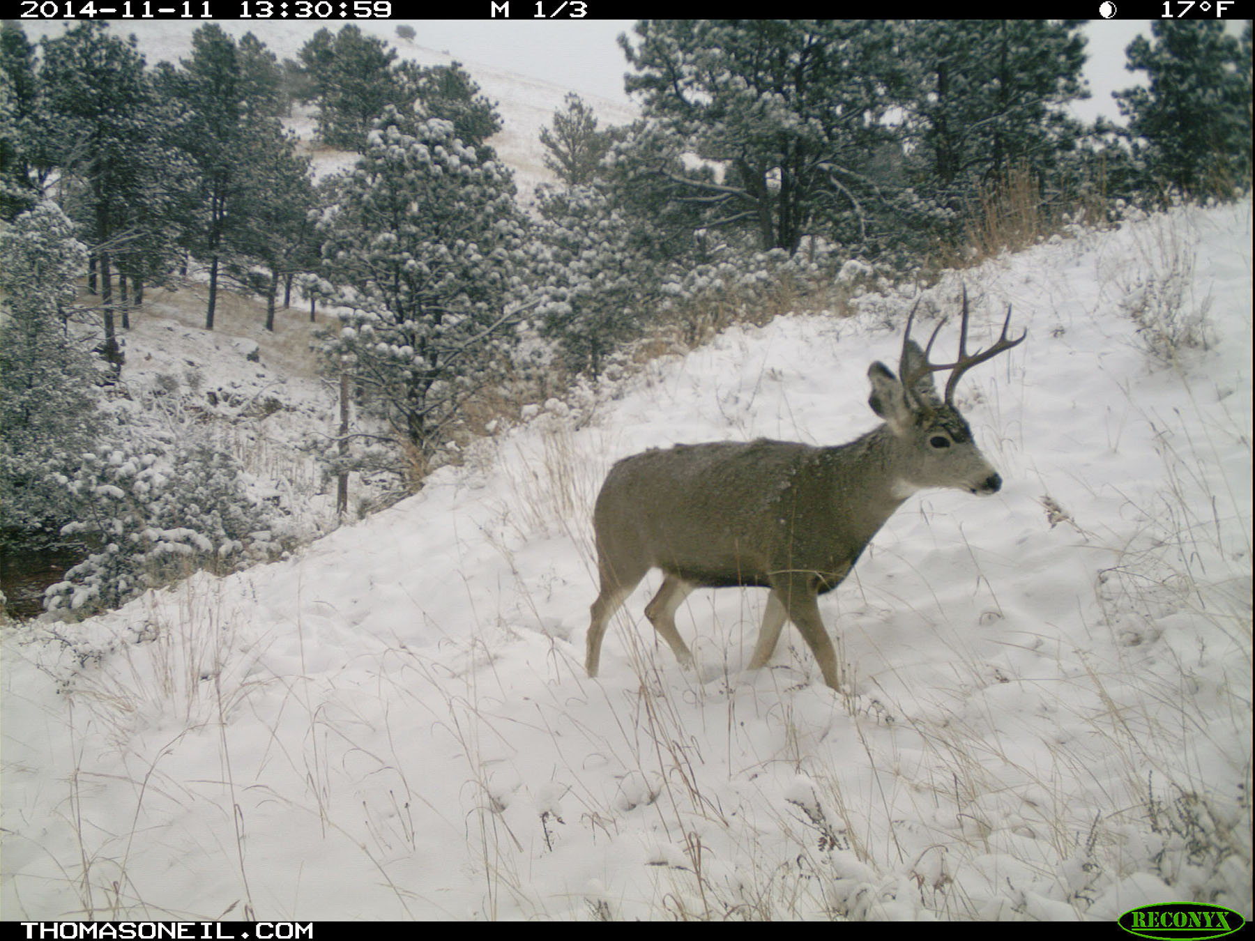 Deer on trailcam, Custer State Park, November 2014.  Click for next photo.
