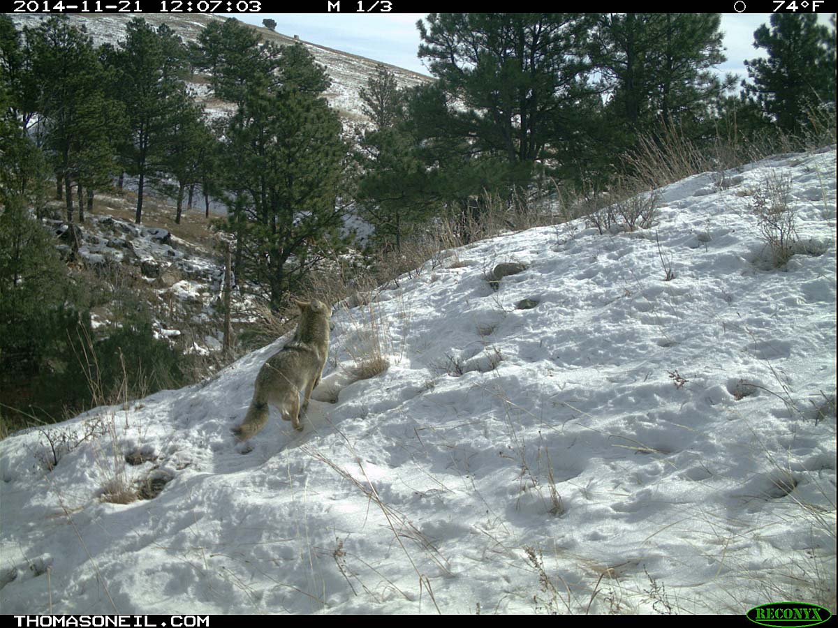 Coyote running on trailcam, Custer State Park, November 2014.  Click for next photo.