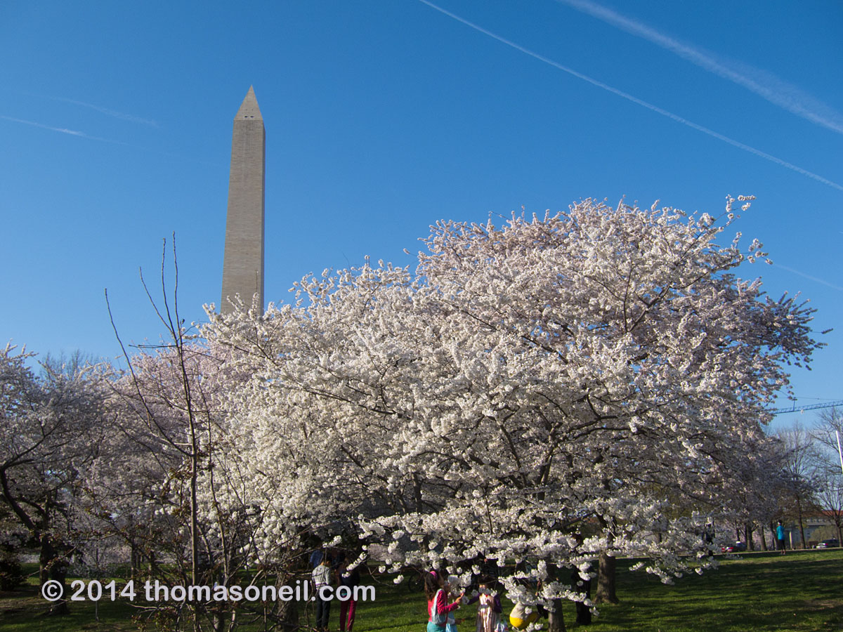 Cherry Blossom Festival, Washington, DC.  Click for next photo.