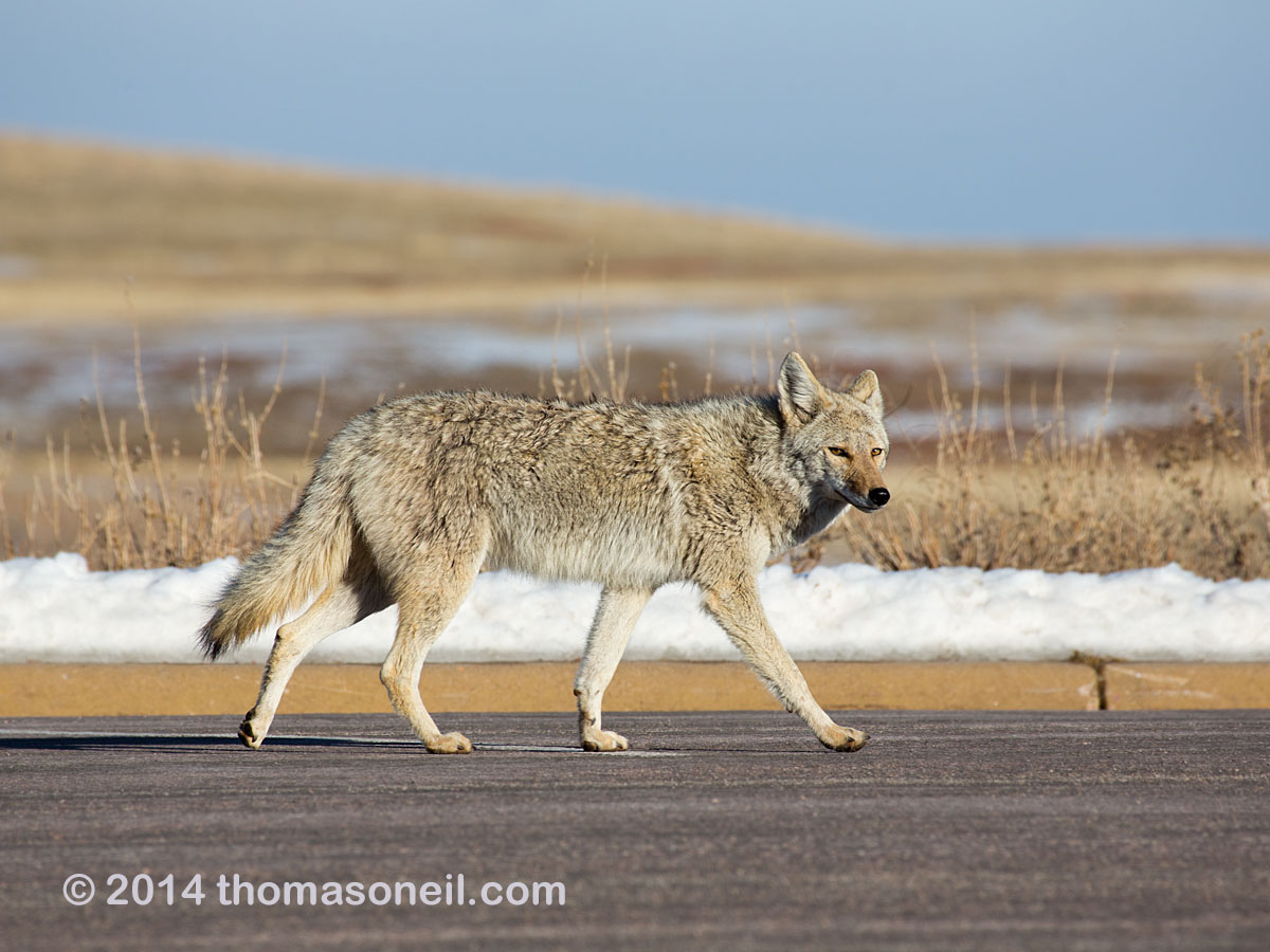 Coyote, Wind Cave National Park, South Dakota, April 2014.  Click for next photo.