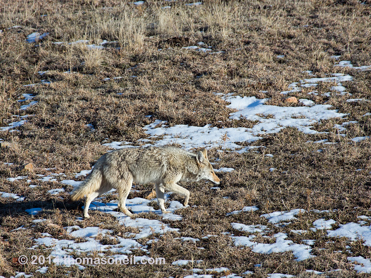 Coyote, Wind Cave National Park, South Dakota, April 2014.  Click for next photo.