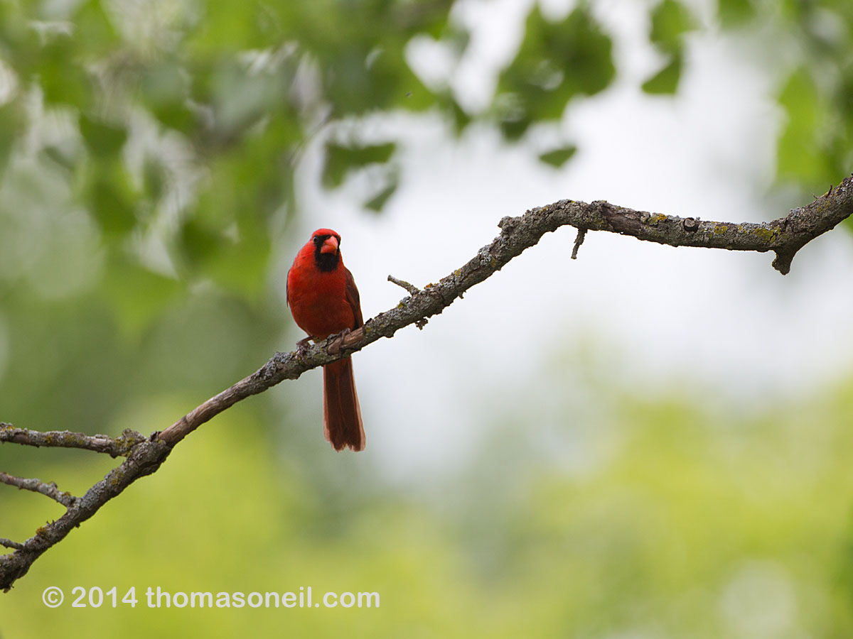 Cardinal, Newton Hills State Park, SD.  Click for next photo.