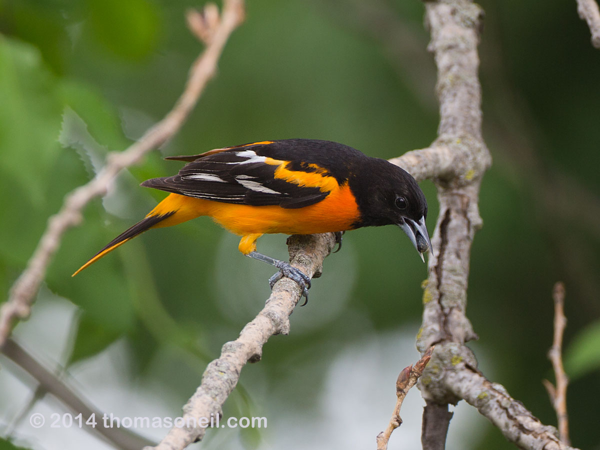 Baltimore Oriole, Newton Hills State Park.  Click for next photo.