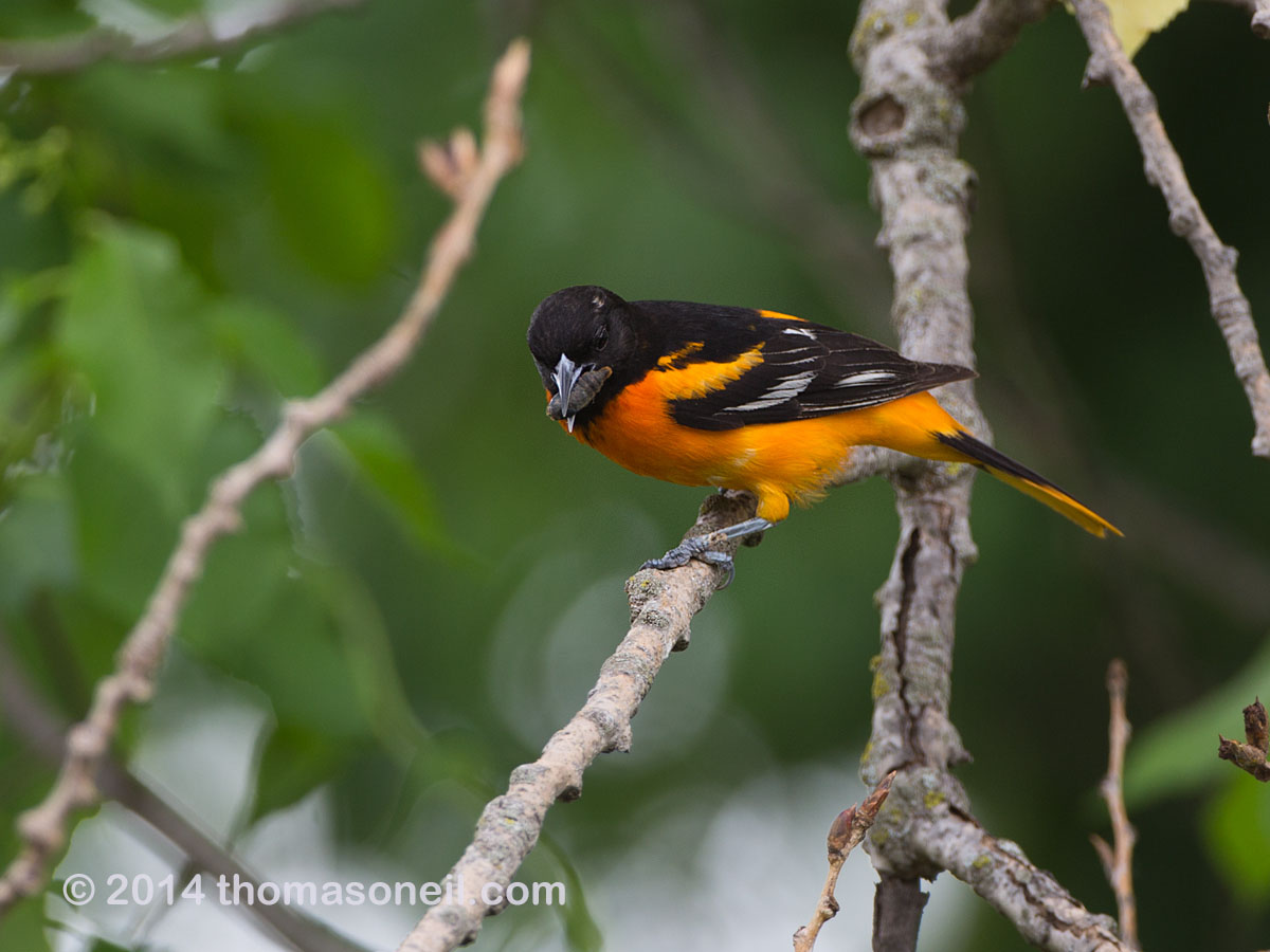 Baltimore Oriole, Newton Hills State Park, SD.  Click for next photo.