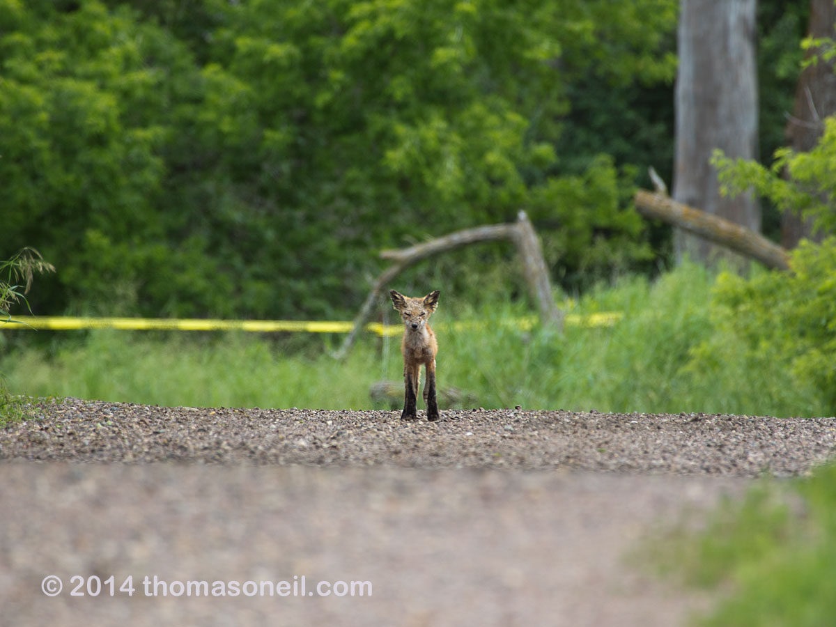 A little fox observing me, Newton Hills State Park, SD, June 2014.  Click for next photo.