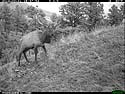 Elk on trail camera, Wind Cave National Park, SD.