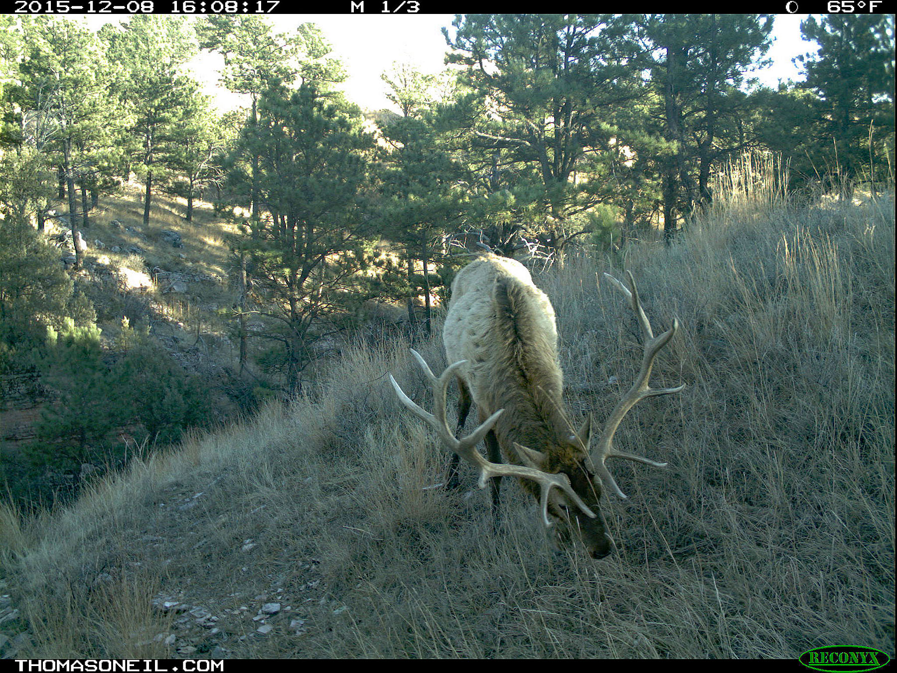 Trailcam image from Wind Cave National Park in December 2015, elk.  Click for next photo.