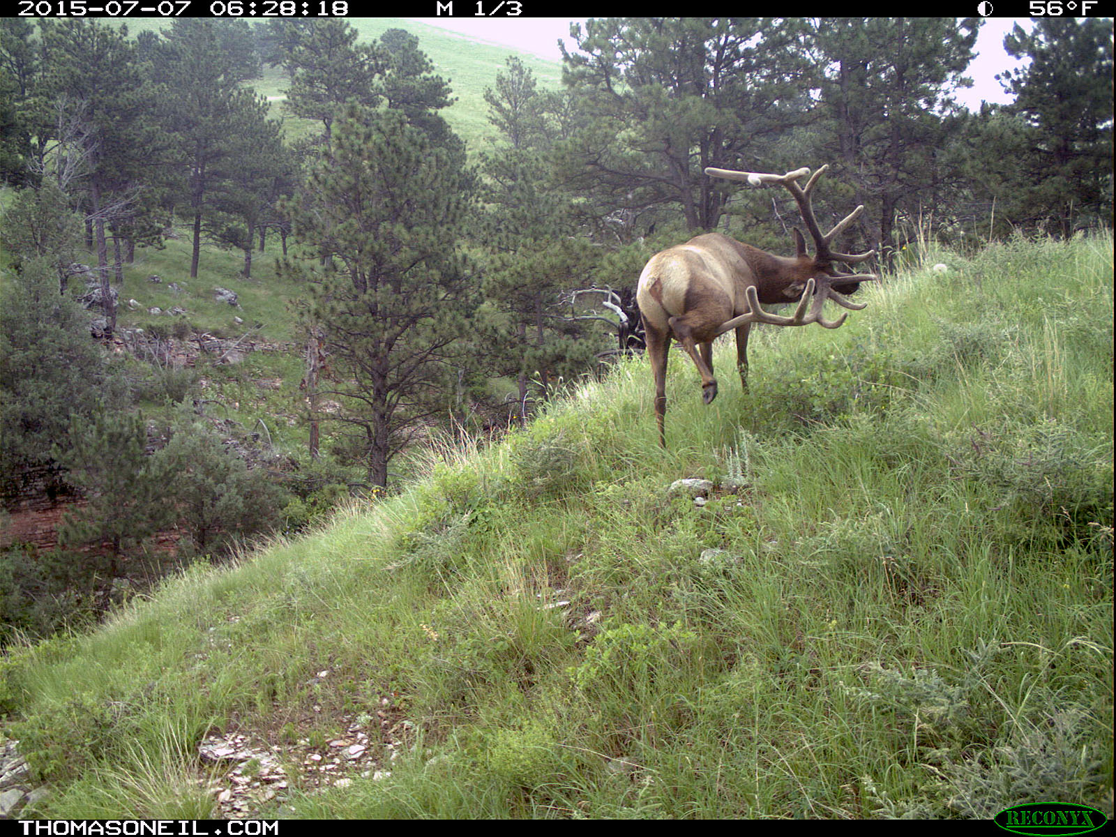 Elk scratching sequence on trailcam, 5 of 7, Wind Cave National Park, July 2015,   Click for next photo.