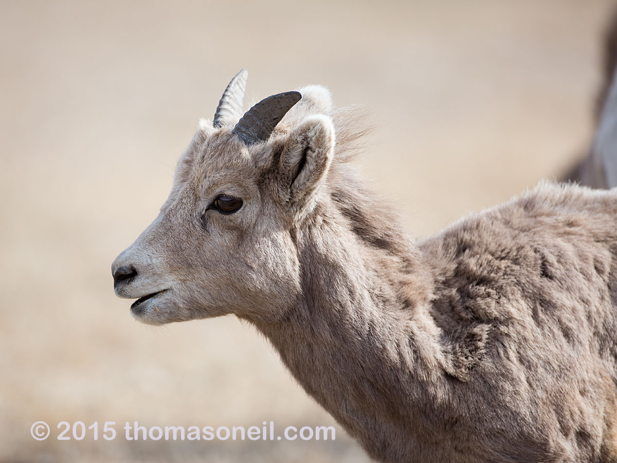 Bighorn yearling, Custer State Park, March 2015.  Click for next photo.