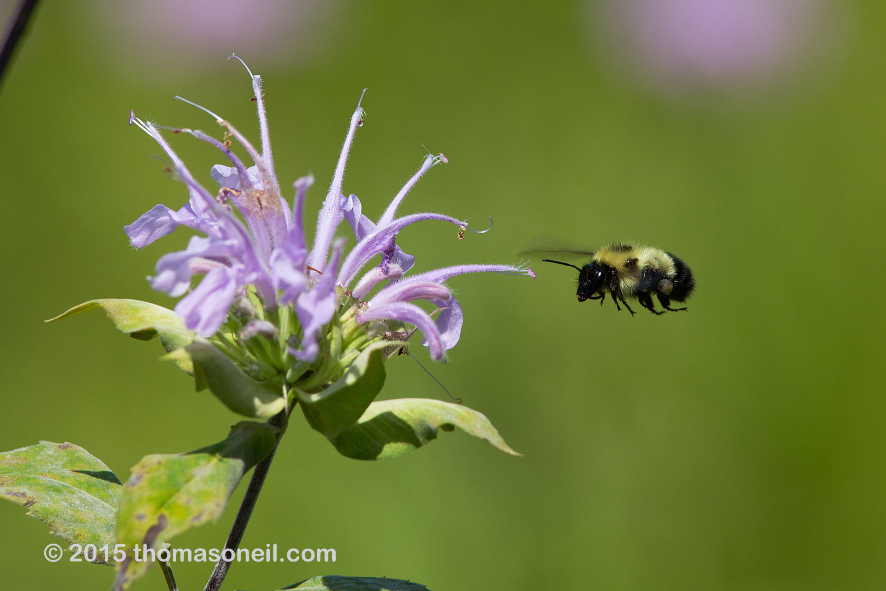 Bee, Newton Hills State Park, SD, July 2015  Click for next photo.