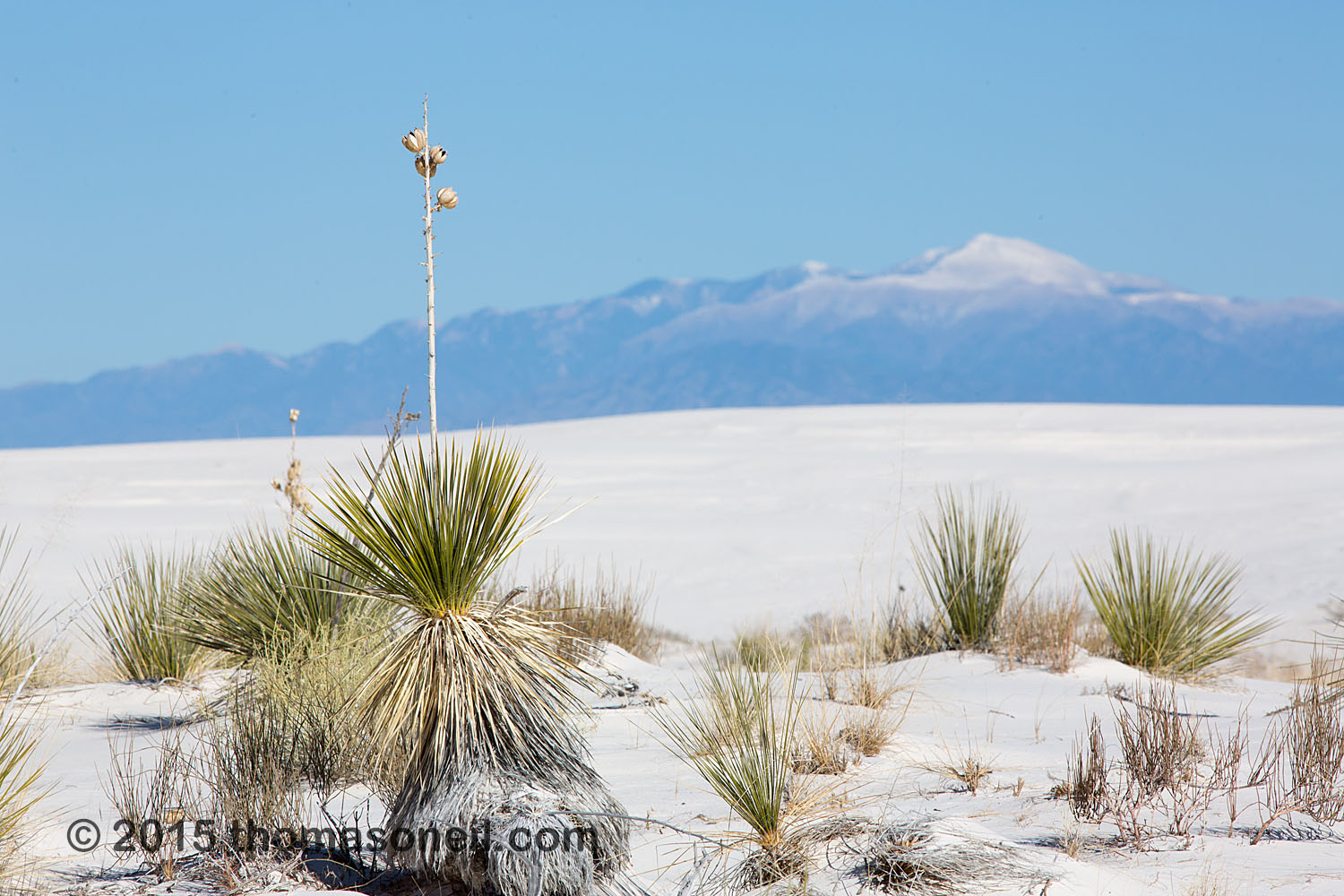 White Sands National Monument, New Mexico, November 2015  Click for next photo.