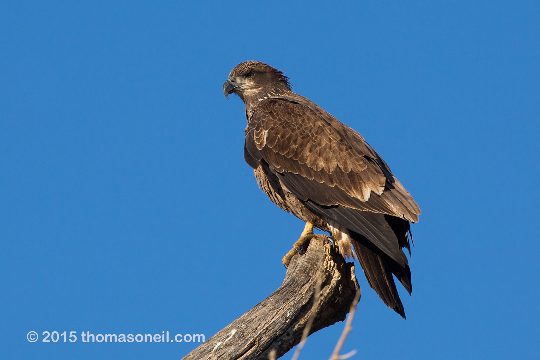 Bald eagle (juvenile), Squaw Creek NWR, Missouri.  Click for next photo.