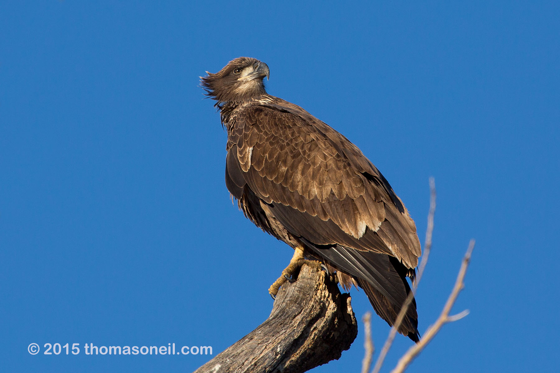 Bald eagle (juvenile), Squaw Creek NWR, Missouri.  Click for next photo.