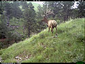 Elk scratching sequence on trailcam, 1 of 7, Wind Cave National Park, July 2015, 