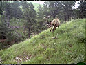 Elk scratching sequence on trailcam, 2 of 7, Wind Cave National Park. 